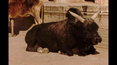 Nepal 1970s, Daytime view of Bull sitting in ground
