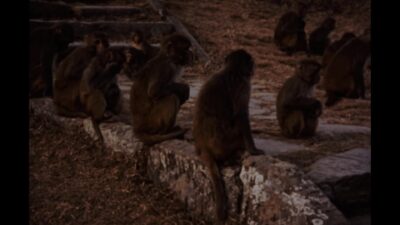 Nepal 1970s, Flock of monkeys sitting beside stairs in outside