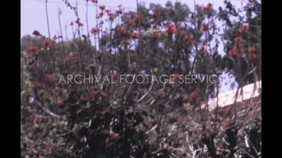 Mexico 1970s, A place with flowers and trees beside a building