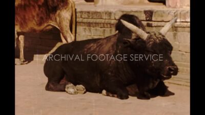 Nepal 1970s, Daytime view of Bull sitting in ground