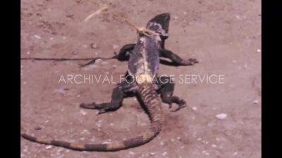 Mexico 1970s, Some children and and adult carrying Iguana in head