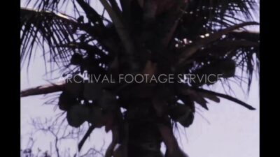 Mexico 1970s, Palm tree view during daytime