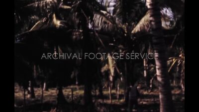 Mexico 1970s, People catching coconut from palm trees with stick