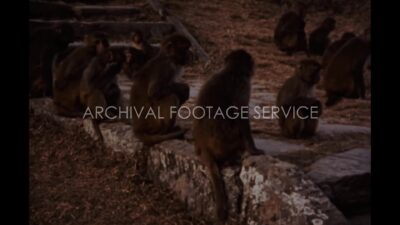 Nepal 1970s, Flock of monkeys sitting beside stairs in outside