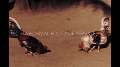 Mexico 1970s, Cock fighting view in ground during daytime