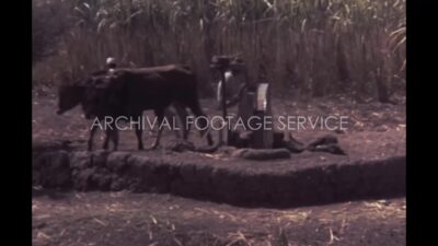 Egypt 1970s, Farmer fertilising field with cow